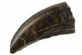 Tyrannosaur Tooth - Judith River Formation #194337-1